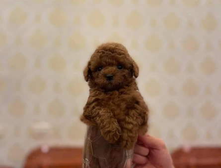 Pıtırcık bebeklerimiz Kore Poodle - 6808