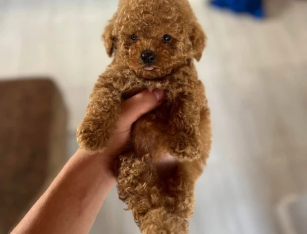 Güleç suratlı Bebek Poodle kore - 6809