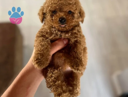 Güleç suratlı Bebek Poodle kore