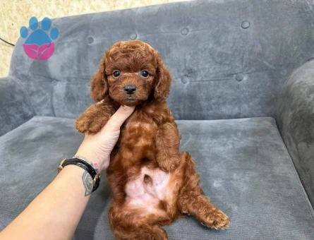 Efsane bebek Poodle kore - 6810