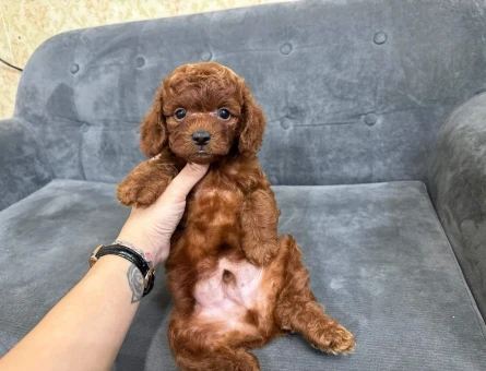 Efsane bebek Poodle kore - 6810