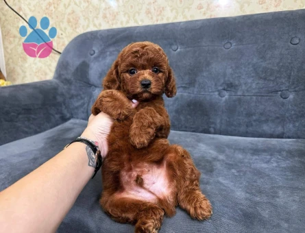 Efsane bebek Poodle kore
