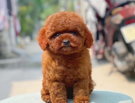 Birbirinden şekerler Kore Poodle - 6811
