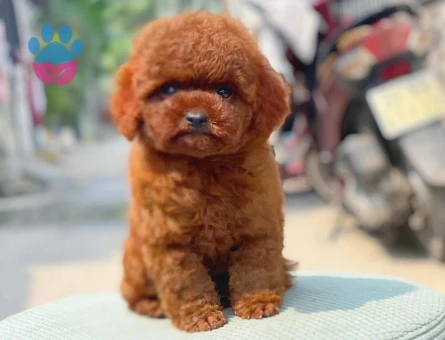 Birbirinden şekerler Kore Poodle