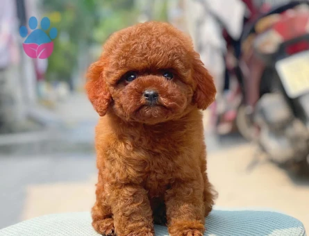 Birbirinden şekerler Kore Poodle
