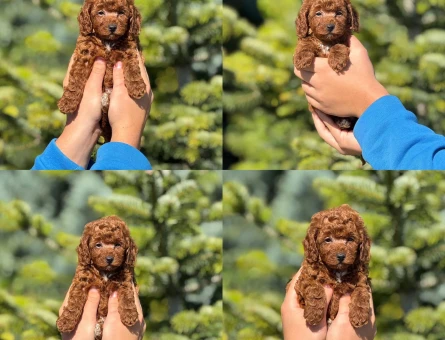 Bebiş Kore Poodle sizleri beklemektedir - 6812