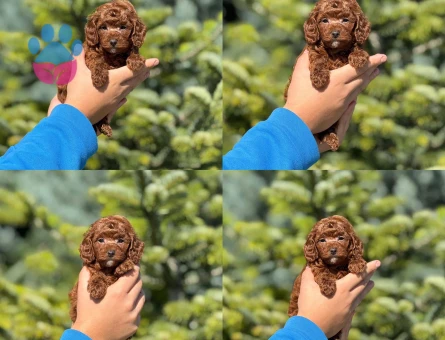 Bebiş Kore Poodle sizleri beklemektedir