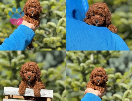 Bebiş Kore Poodle sizleri beklemektedir