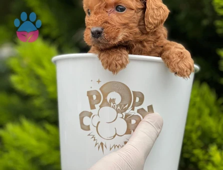 Kore Poodle pıtırcık bebekler - 6813