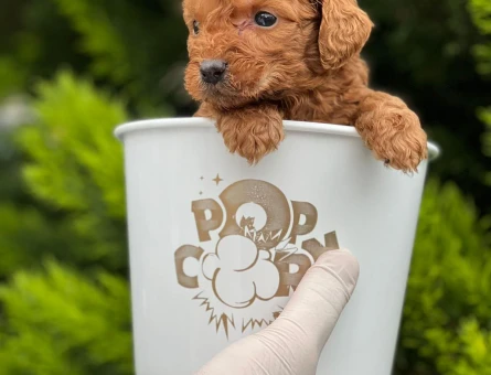 Kore Poodle pıtırcık bebekler - 6813