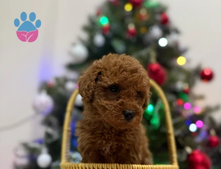 Nazlı bebeklerimiz Kore Poodle - 6814