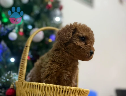 Nazlı bebeklerimiz Kore Poodle