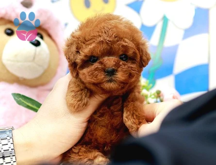 En İyi̇ Kore Kani Toy Poodle Yavrulari̇mi̇z