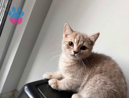 Scottish Fold Dişi Yuva Arıyor - 8252 - Görsel 2
