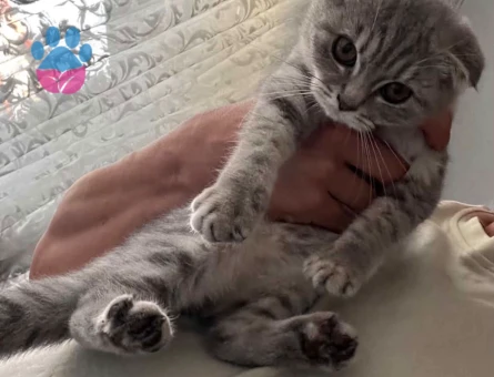 Scottish Fold Dişi Yuva Arıyor - 8252 - Görsel 3