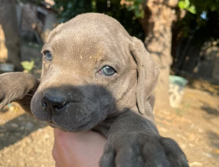 2 aylık cane corso italiano - 8443