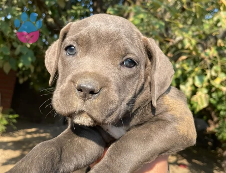 2 aylık cane corso italiano - 8443 - Görsel 3
