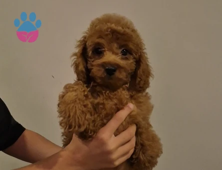 3 Buçuk aylık toy poodle - 8444 - Görsel 3