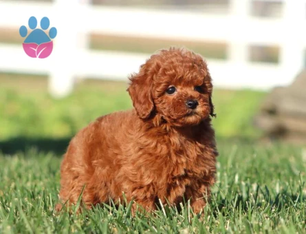 3 Buçuk aylık toy poodle - 8444 - Görsel 4