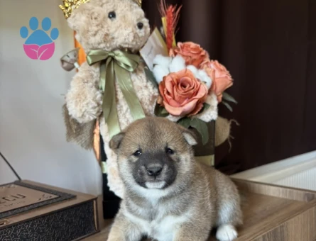 Japon Asaletinin En Güzel Hali Shiba Inu Yavrular - 8446 - Görsel 2
