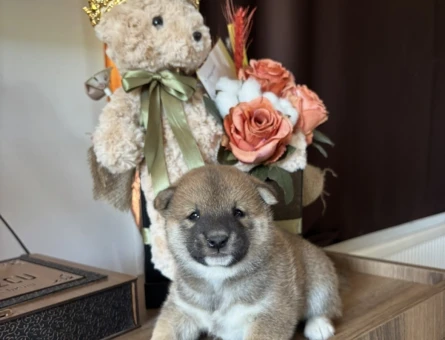 Japon Asaletinin En Güzel Hali Shiba Inu Yavrular - 8446