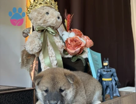 Japon Asaletinin En Güzel Hali Shiba Inu Yavrular - 8446 - Görsel 3