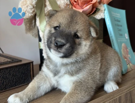 Japon Asaletinin En Güzel Hali Shiba Inu Yavrular - 8446 - Görsel 4