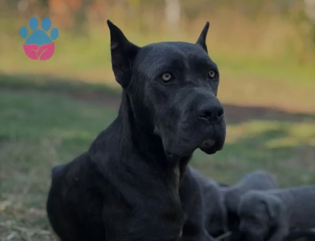 Cane Corso - 8448