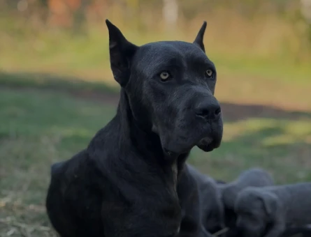 Cane Corso - 8448