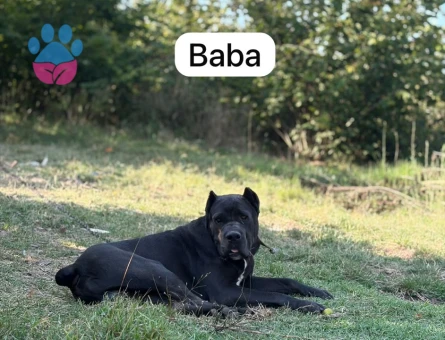 Cane Corso - 8448 - Görsel 3