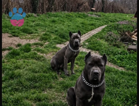 Cane Corso - 8448 - Görsel 4