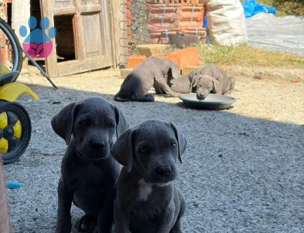 Cane Corso - 8448 - Görsel 5
