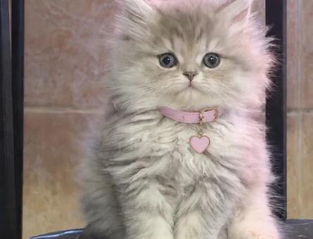 Ragdoll & British Longhair Golden Kırma Yavru - 8450