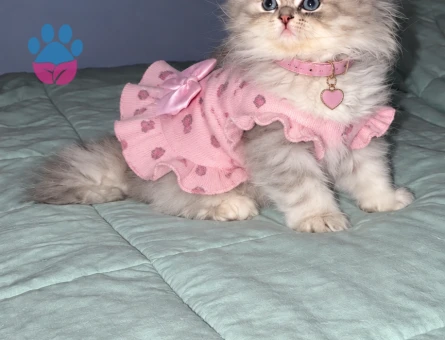 Ragdoll & British Longhair Golden Kırma Yavru - 8450 - Görsel 3