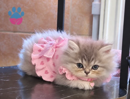 Ragdoll & British Longhair Golden Kırma Yavru - 8450 - Görsel 4
