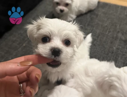 MÜKEMMEL KALİTE MALTESE TERRIER YAVRULARI - 8456