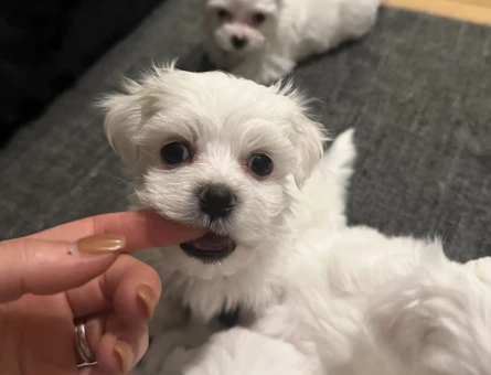 MÜKEMMEL KALİTE MALTESE TERRIER YAVRULARI - 8456