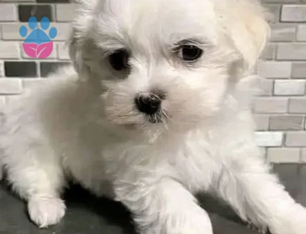 MÜKEMMEL KALİTE MALTESE TERRIER YAVRULARI - 8456 - Görsel 3