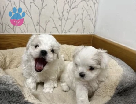 EN ÖZEL MALTESE TERİER YAVRULARIMIZ - 8458 - Görsel 3