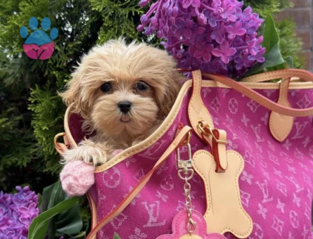 Türkiyenin en güzel Maltipoo yavruları - 8459
