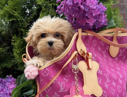 Türkiyenin en güzel Maltipoo yavruları - 8459