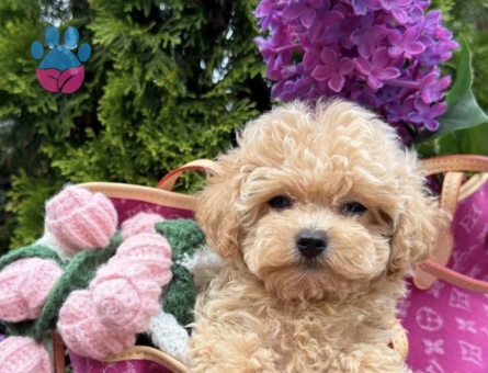 Türkiyenin en güzel Maltipoo yavruları - 8459 - Görsel 4