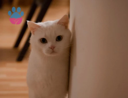 Beyefendi bir kedi arayanlara - 8460 - Görsel 2