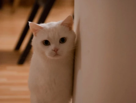 Beyefendi bir kedi arayanlara - 8460