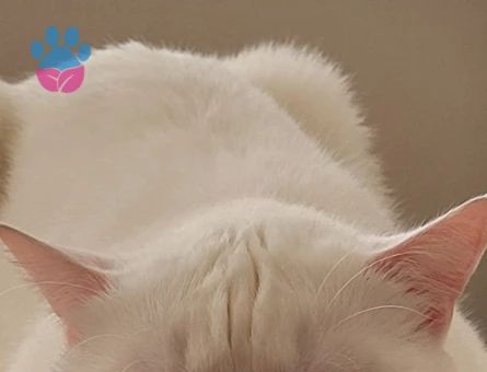 Beyefendi bir kedi arayanlara - 8460 - Görsel 3