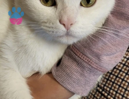 Beyefendi bir kedi arayanlara - 8460 - Görsel 4