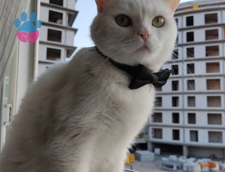 Beyefendi bir kedi arayanlara - 8460 - Görsel 5