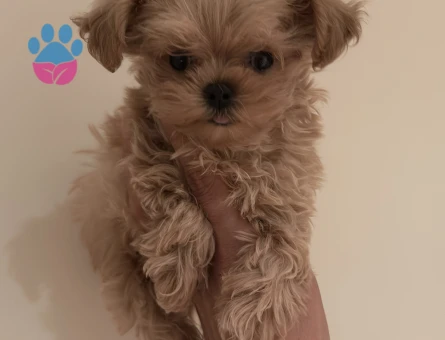 ANNE BABADAN ORJİNAL MALTİPOO YAVRULARIMIZ - 8463 - Görsel 3