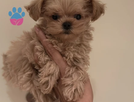 ANNE BABADAN ORJİNAL MALTİPOO YAVRULARIMIZ - 8463