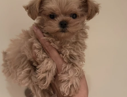 ANNE BABADAN ORJİNAL MALTİPOO YAVRULARIMIZ - 8463